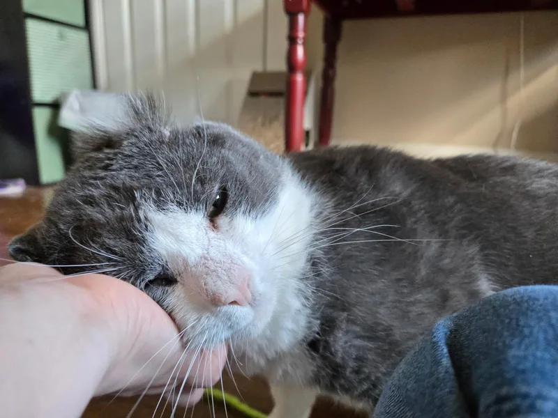 Ferdinand thumbnail 3