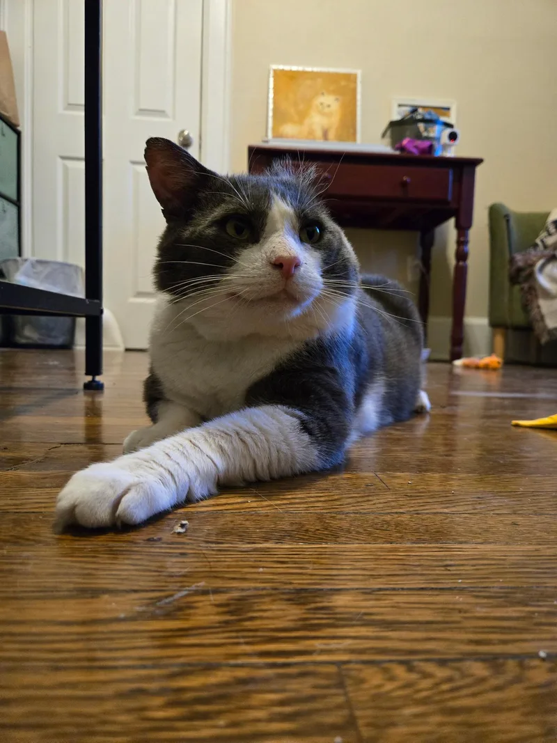Ferdinand thumbnail 4