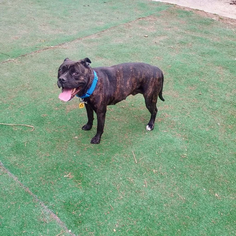 An adult medium-sized female Black Pit Bull Terrier dog named Truffle for adoption in Avon, OH