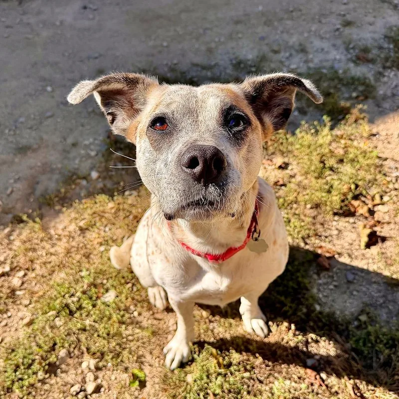 An adult medium-sized female White / Cream Mixed Breed dog named Luna for adoption in Kennebunk, ME