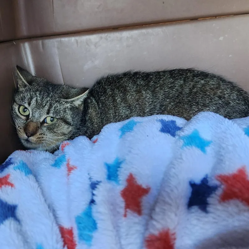 A young small-sized female Brown / Chocolate Domestic Short Hair cat named Remy for adoption in Atlanta, GA