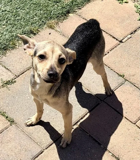 A baby medium-sized male Terrier dog named Louie for adoption in Salinas, CA