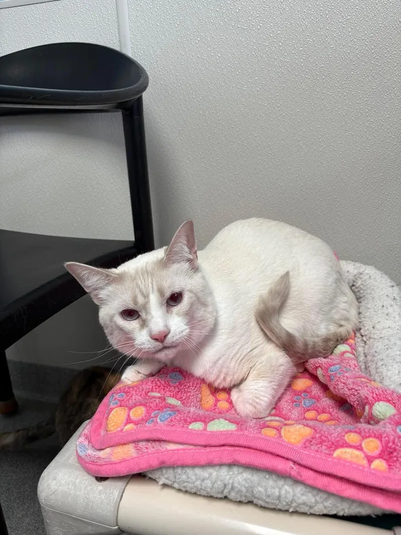 Yuki