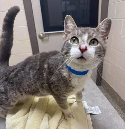 An adult medium-sized male Domestic Short Hair cat named Egg Roll for adoption in Westland, MI
