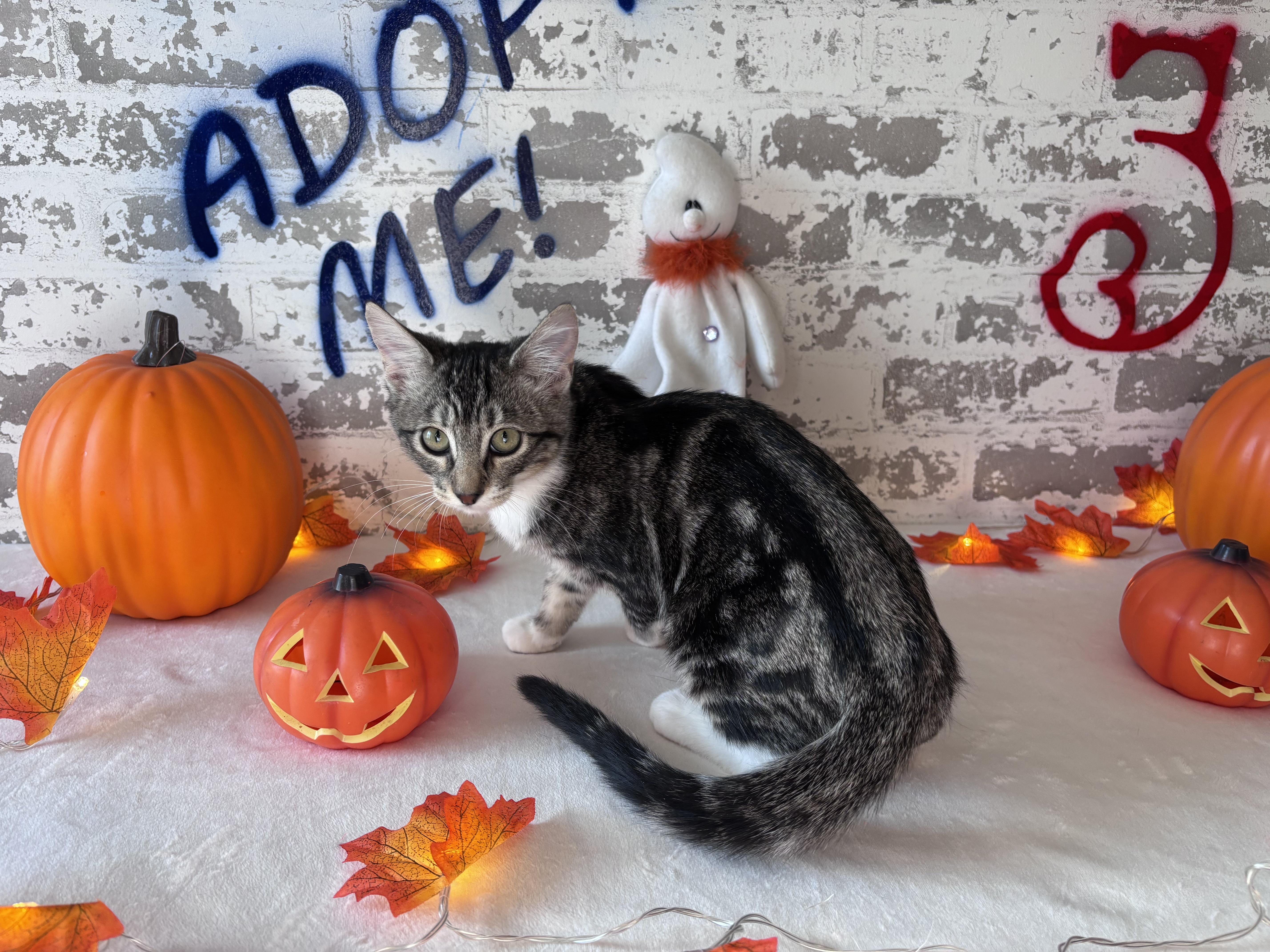 A baby small-sized female Domestic Short Hair cat named Tabitha for adoption in queen creek, AZ