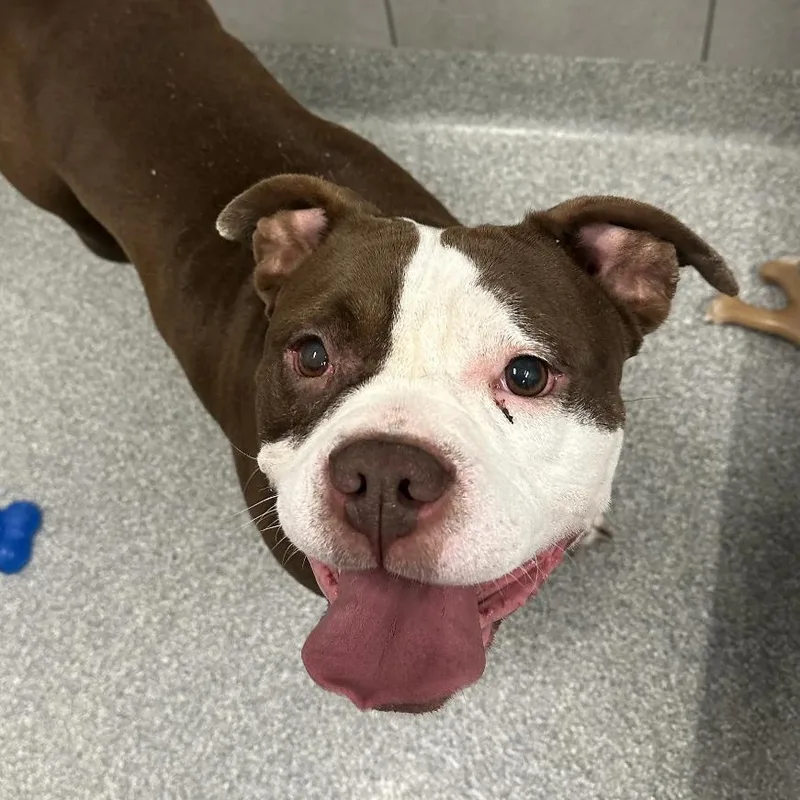 An adult medium-sized female Brown / Chocolate Mixed Breed dog named Dolly Pawton for adoption in Hinsdale, IL