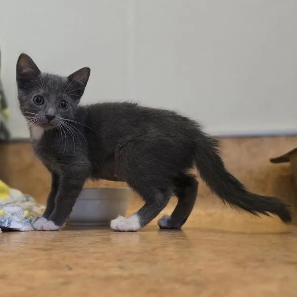 A baby medium-sized female Domestic Short Hair cat named Alina for adoption in Dublin, CA