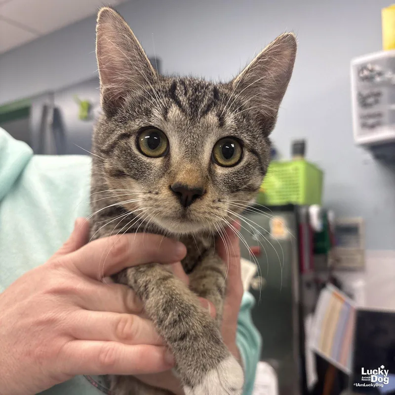 A baby medium-sized male Domestic Short Hair cat named Will Turner for adoption in Washington, DC