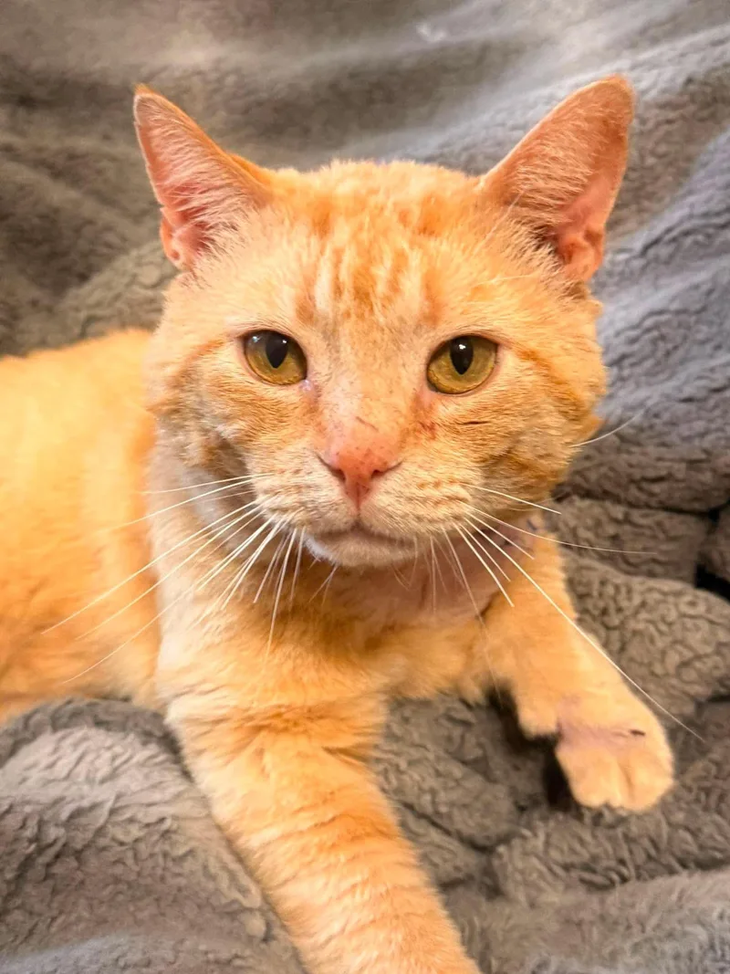 A young medium-sized male Domestic Short Hair cat named Sherbet for adoption in Randolph, AL