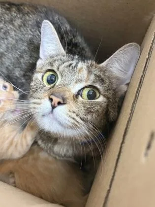 An adult small-sized female Domestic Short Hair cat named Nylah for adoption in West Chester, PA