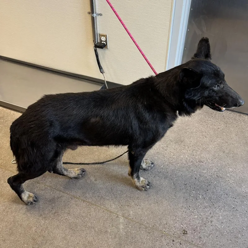 A senior large-sized male Black Mixed Breed dog named Benny for adoption in Las Cruces, NM