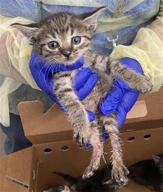 A baby medium-sized female Domestic Short Hair cat named Solo for adoption in Dallas, TX