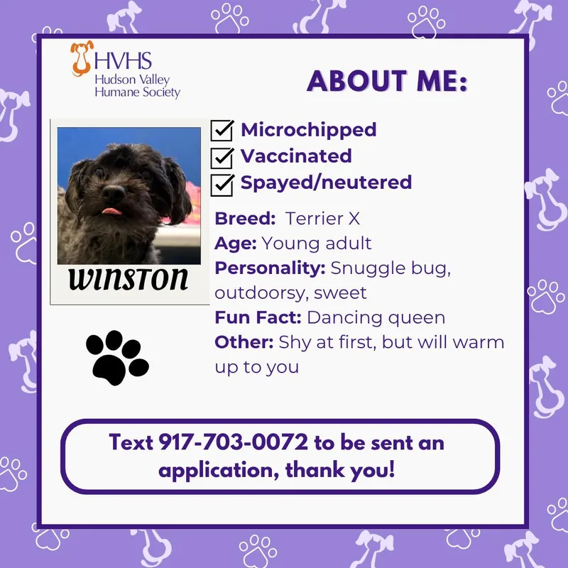 A young small-sized male Black Terrier dog named Winston for adoption in Pomona, NY
