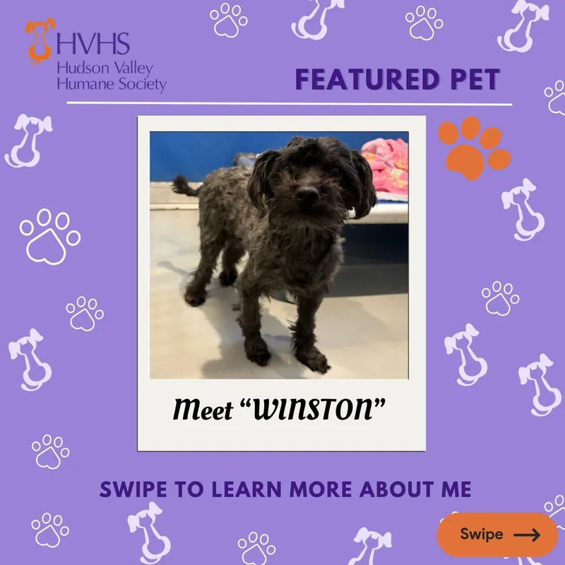 Winston thumbnail 2