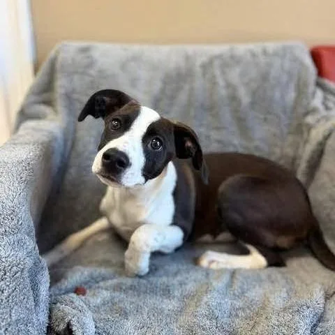 A baby small-sized female Black Pointer dog named Hannah for adoption in Alexandria, VA
