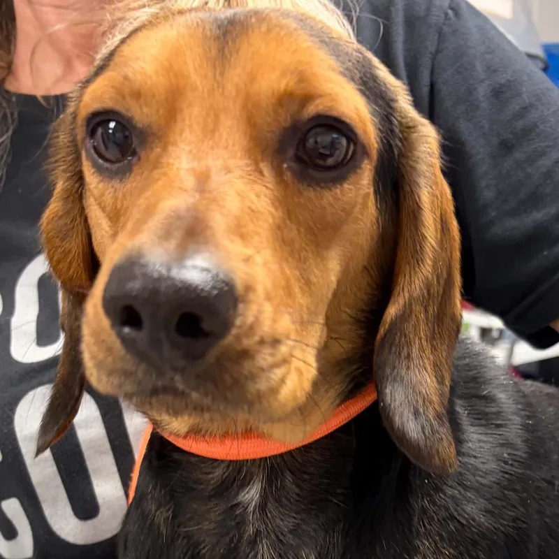 A young small-sized male Black Beagle dog named Hot Rod for adoption in Normal, IL