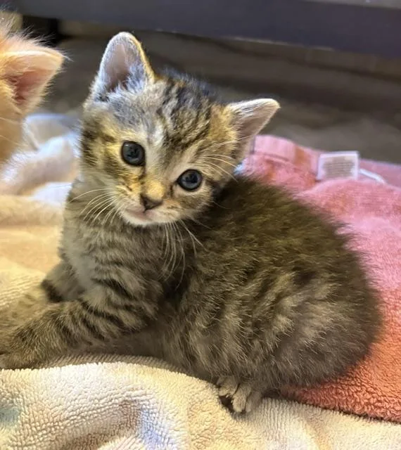 A baby medium-sized female Tabby (Buff / Tan / Fawn) Domestic Short Hair cat named Dilly Dally for adoption in Geneseo, IL