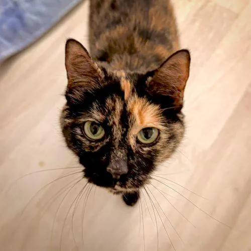 A senior medium-sized female Tortoiseshell Domestic Short Hair cat named Marley for adoption in Seven Valleys, PA