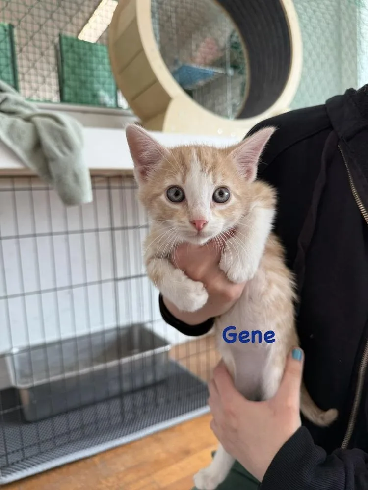 A baby small-sized male Orange & White Domestic Short Hair cat named Gene for adoption in Telford, PA