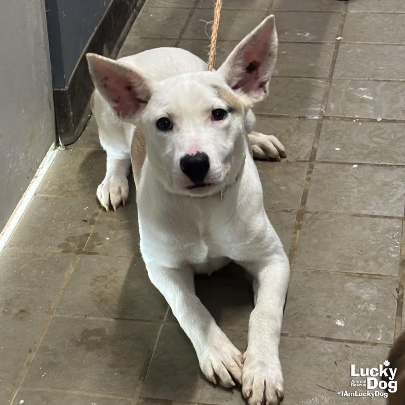 A baby large-sized female Carolina Dog dog named Betty Ross for adoption in Washington, DC