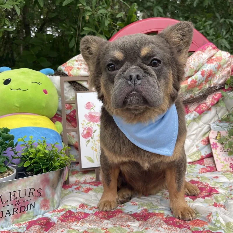 A young small-sized male French Bulldog dog named Tiny Tim for adoption in Sebring, FL