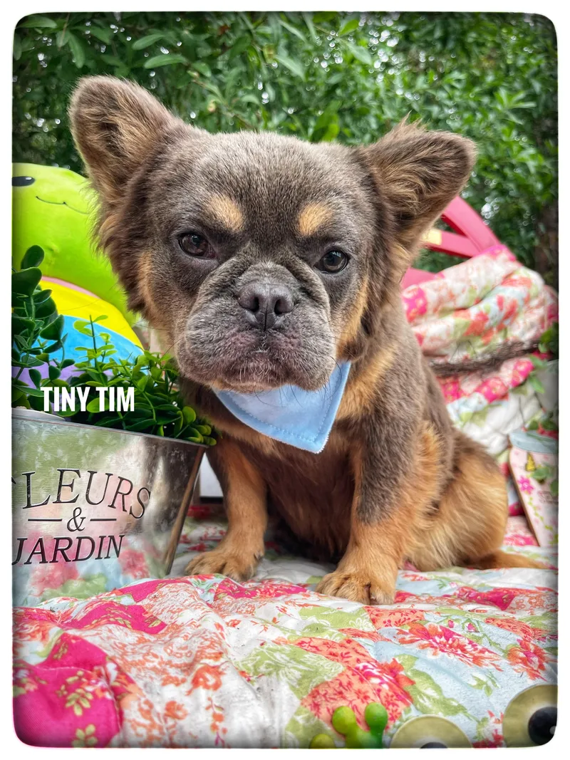 Tiny Tim thumbnail 4