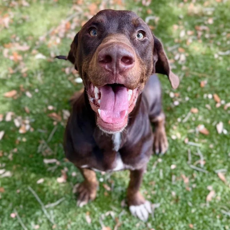 An adult medium-sized male Brown / Chocolate Mixed Breed dog named Wander for adoption in Milton, FL