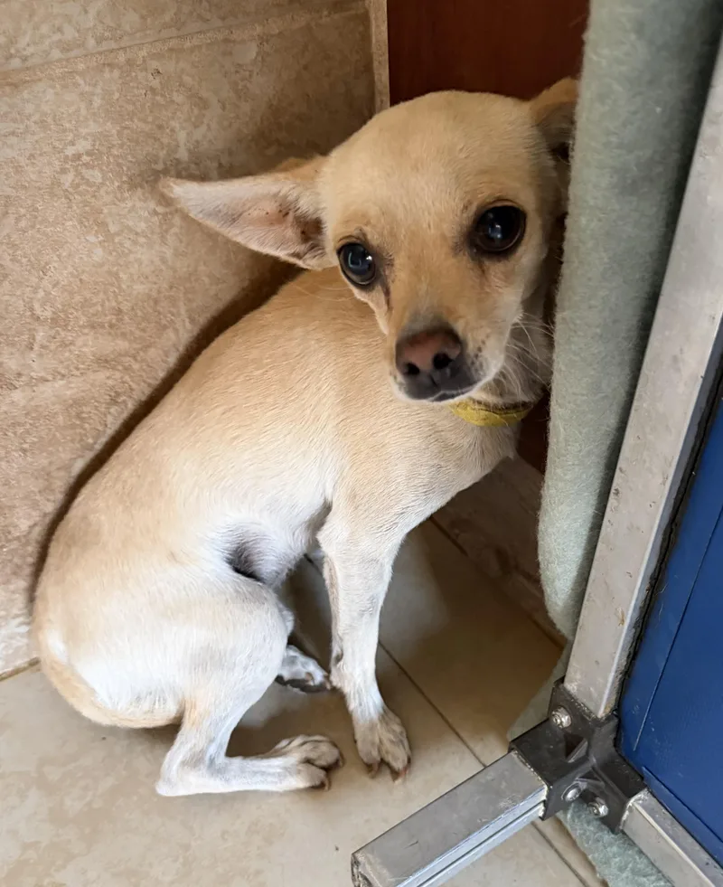 A young small-sized male Chihuahua dog named Chompers for adoption in Deming, NM