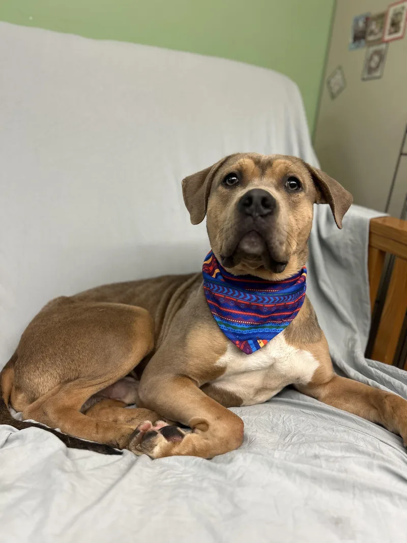 An adult medium-sized male Pit Bull Terrier dog named Reggie for adoption in Howes Cave, NY