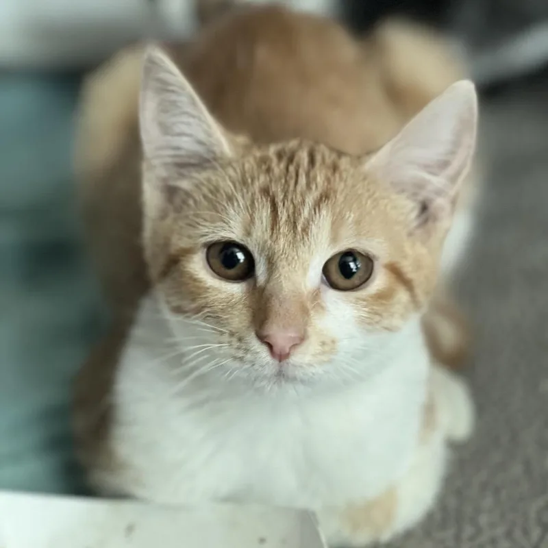 A baby small-sized female Orange / Red Domestic Short Hair cat named Campfire for adoption in Matteson, IL