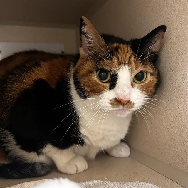 An adult small-sized female Domestic Short Hair cat named Lotus for adoption in Denver, CO