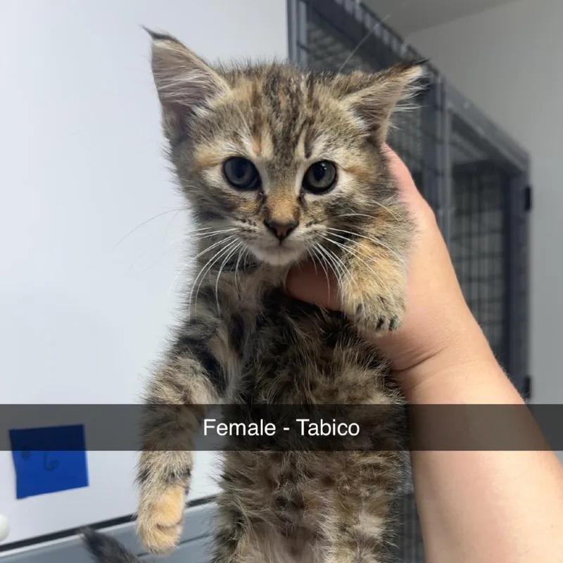 Tabico Female
