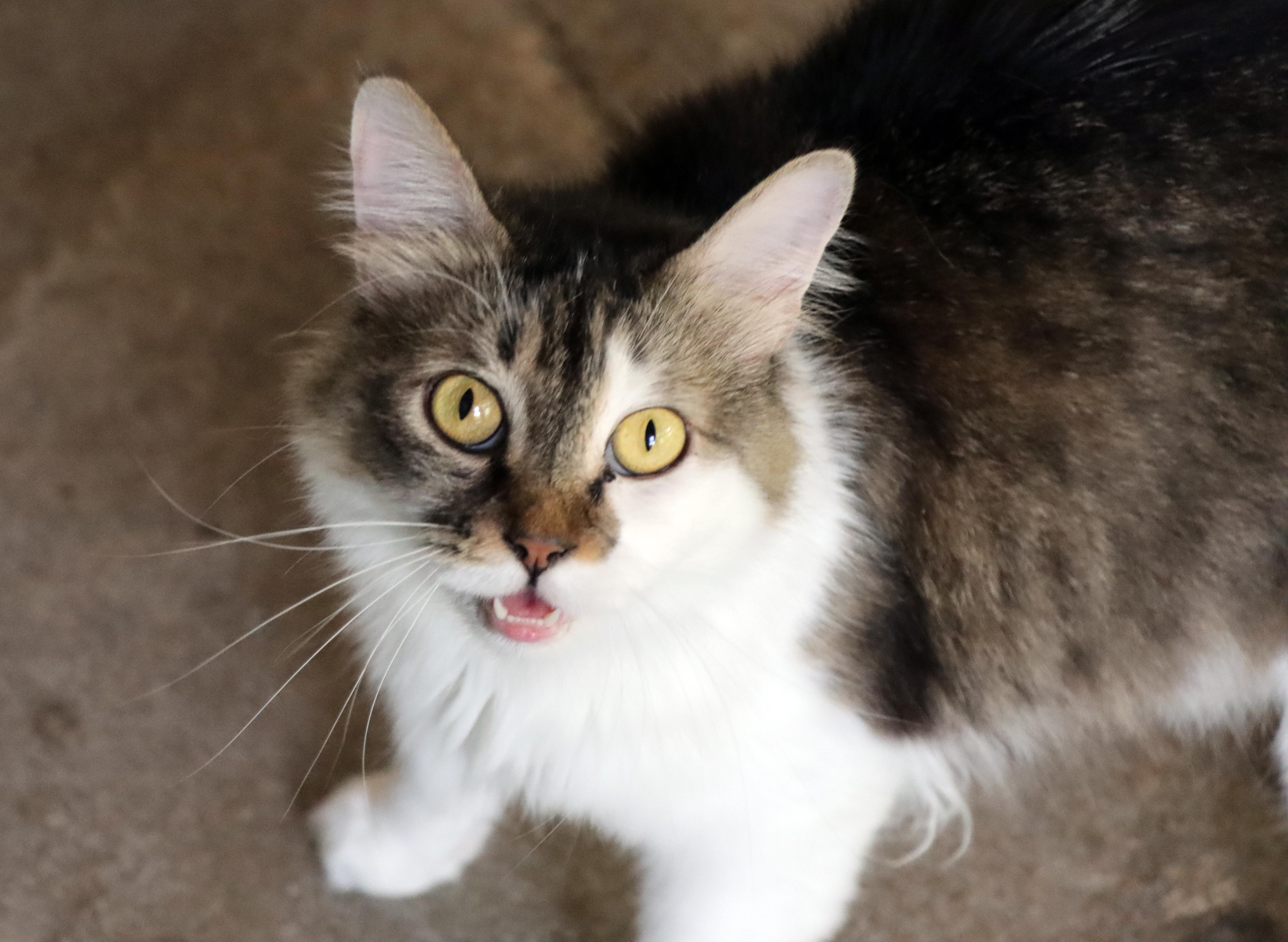 An adult medium-sized female Tabby (Brown / Chocolate) Domestic Short Hair cat named Ugg for adoption in House Springs, MO