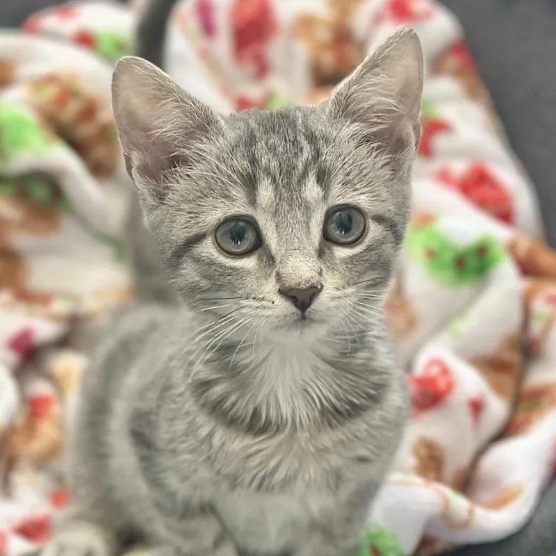 Winston