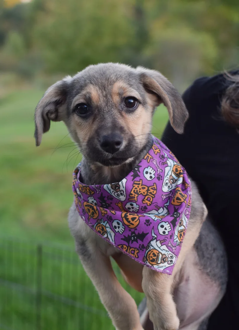 A baby medium-sized female Shepherd dog named Pepper for adoption in West Grove, PA