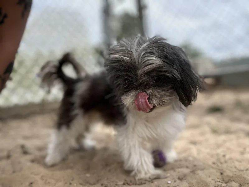 A senior small-sized female Black Shih Tzu dog named Wishbone for adoption in New Port Richey, FL