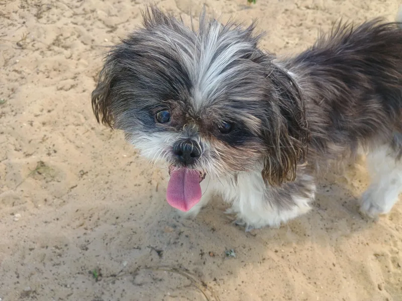 Wishbone thumbnail 2