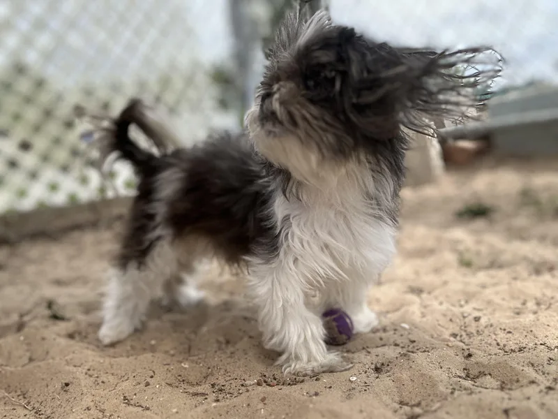 Wishbone thumbnail 3