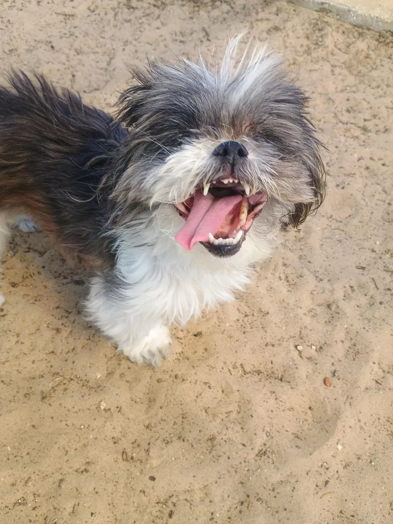 Wishbone thumbnail 4