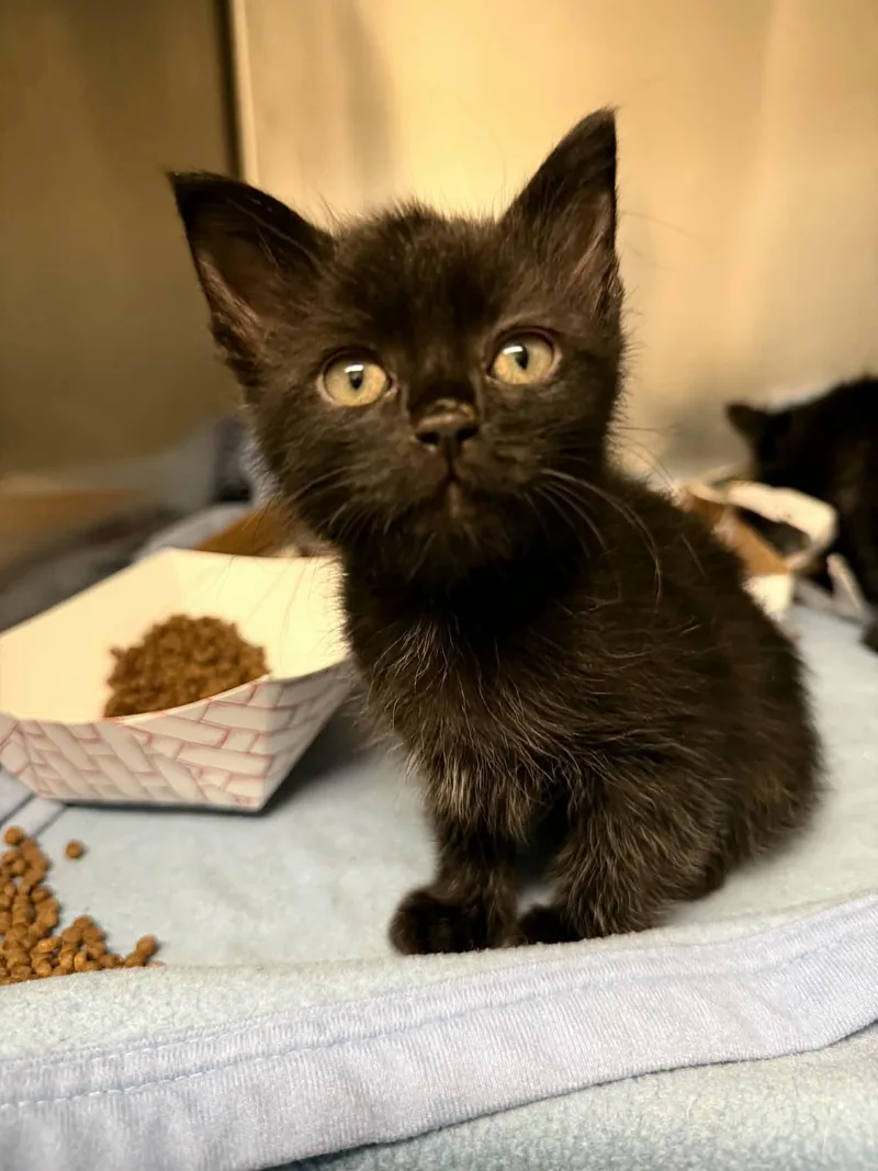A baby medium-sized male American Shorthair cat named Peanut for adoption in Hopkinsville, KY