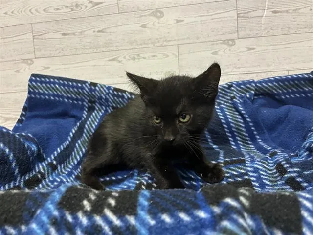 A baby small-sized female Domestic Short Hair cat named Aglet for adoption in Modesto, CA