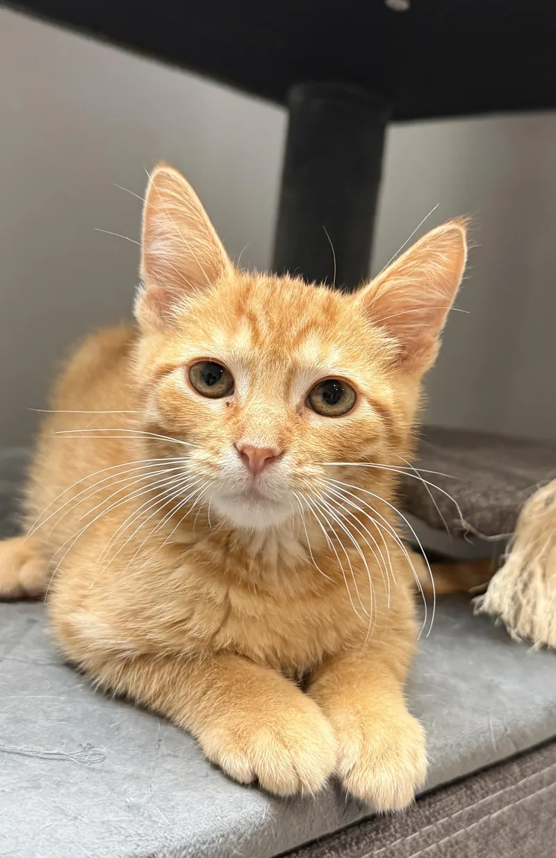 A baby medium-sized male Tabby (Brown / Chocolate) Domestic Short Hair cat named Whip Purr for adoption in South Elgin, IL
