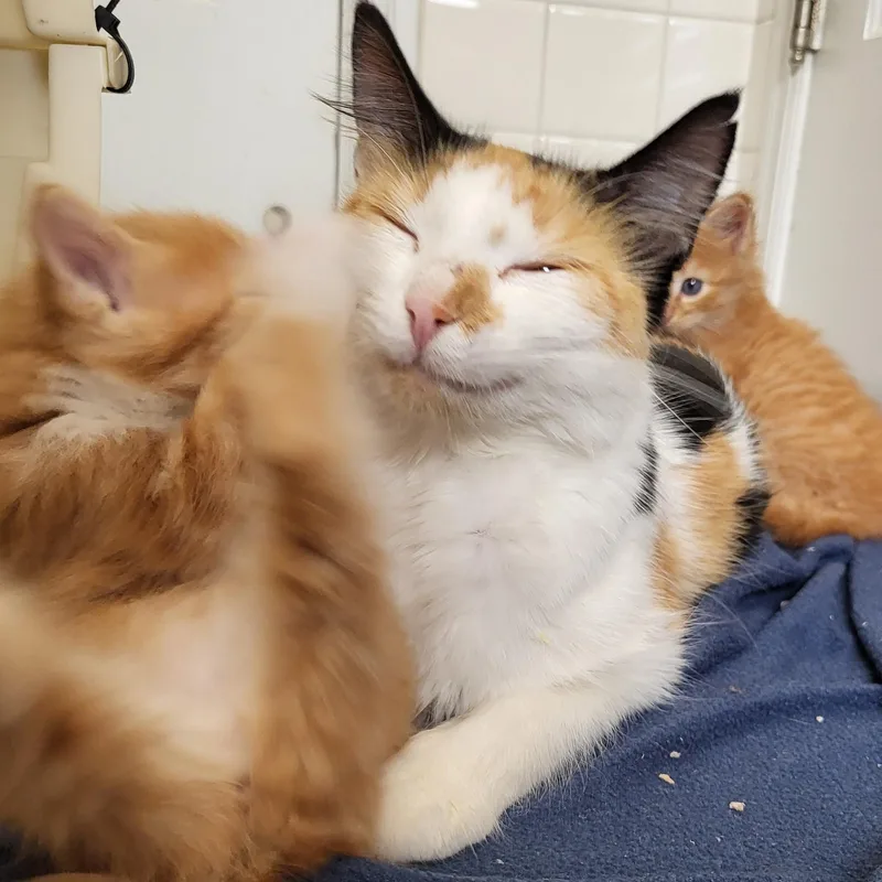A young medium-sized female Domestic Medium Hair cat named Akasha for adoption in Milwaukee, WI