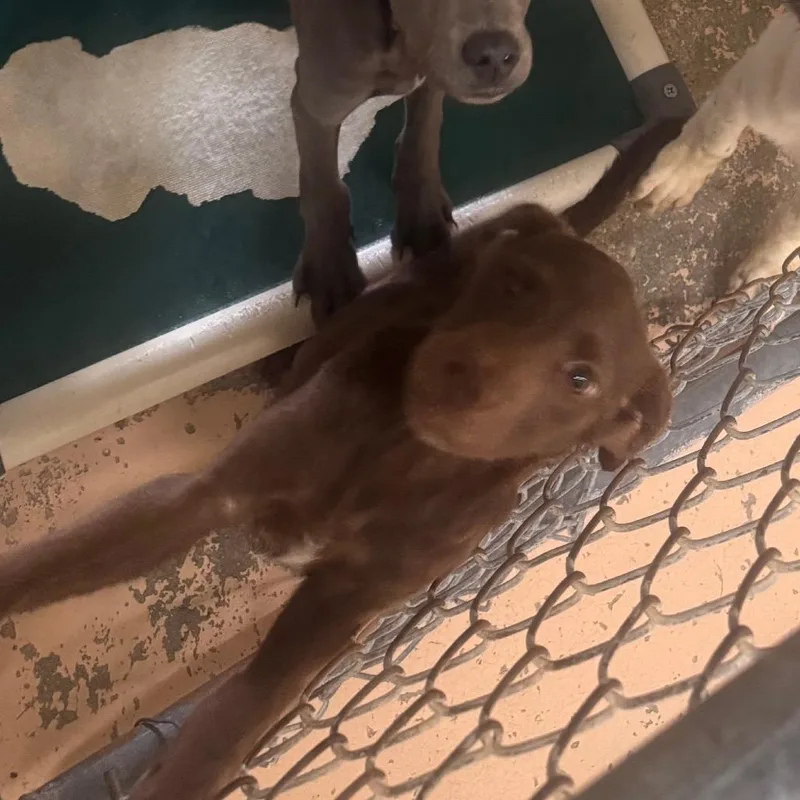 A young small-sized female Brown / Chocolate Labrador Retriever dog named Coffee for adoption in Starkville, MS