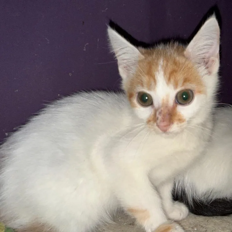 A baby small-sized male Orange / Red Domestic Short Hair cat named Caesar for adoption in Richmond, IN