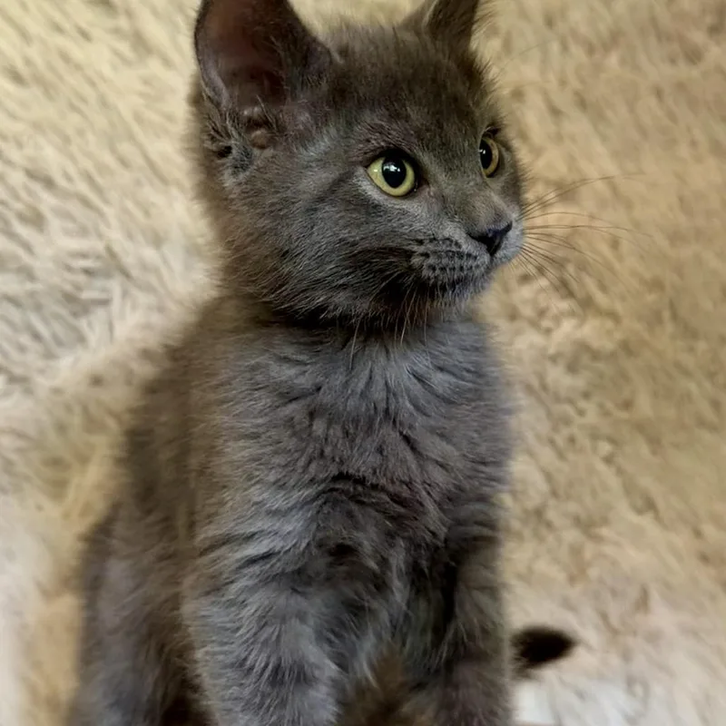 A baby small-sized female Domestic Medium Hair cat named Ravioli for adoption in Allyn, WA