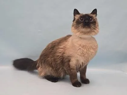 Loki