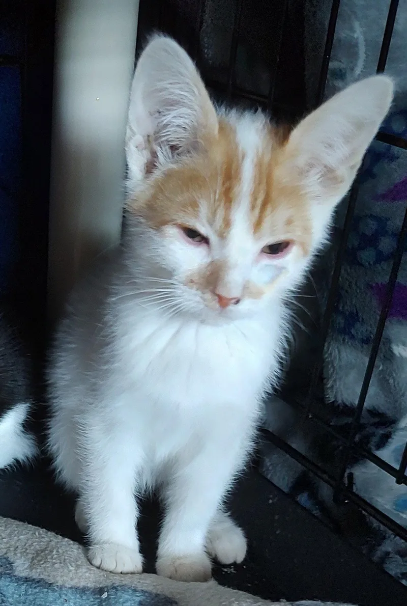 A young medium-sized male Domestic Short Hair cat named Homer for adoption in Phoenix, AZ