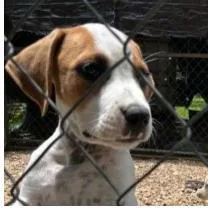 An adult medium-sized female Mixed Breed dog named Sheree for adoption in West Chester, PA
