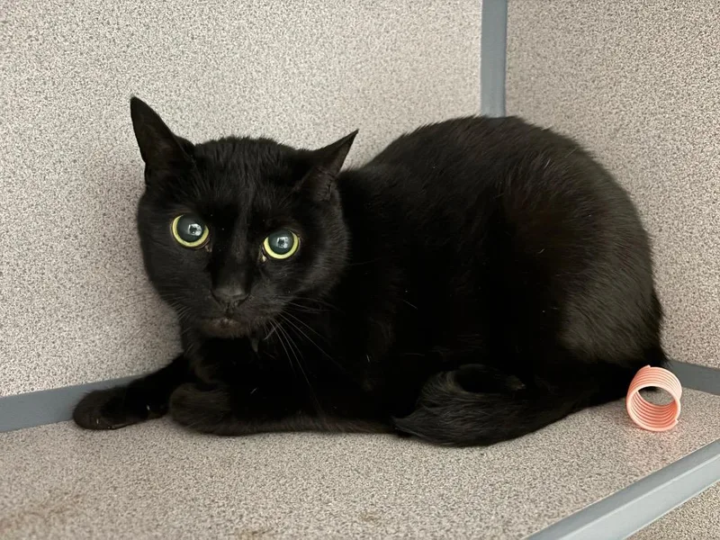 A senior large-sized female Domestic Short Hair cat named Misty for adoption in Liverpool, NY